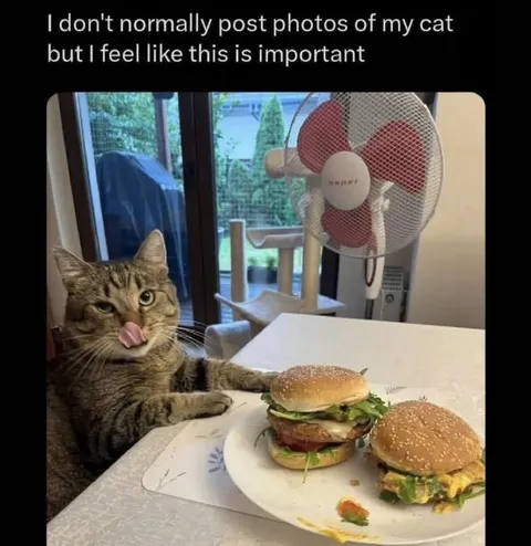 Cat Guards the Burgers