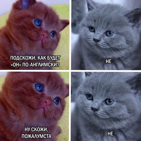 Котята не хотят отвечать