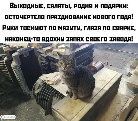 Кот на заводе после праздников