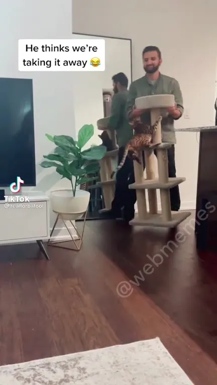 Cat Chases the Cat Tree