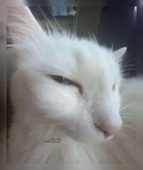 White Cat Says Stinky