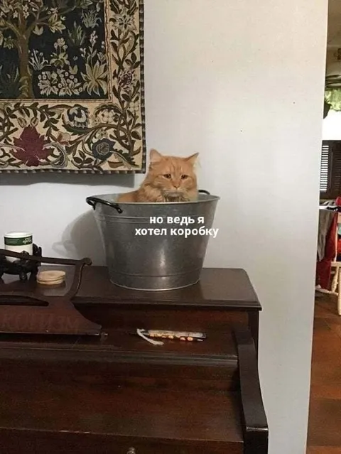 Кот хотел коробку