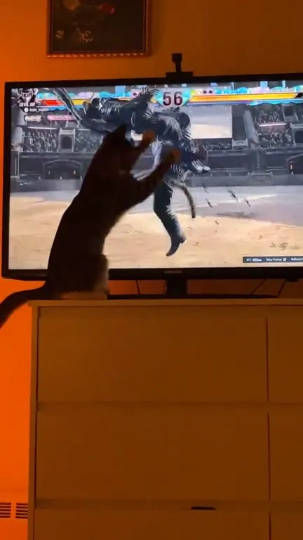 Кот сражается с игрой на экране