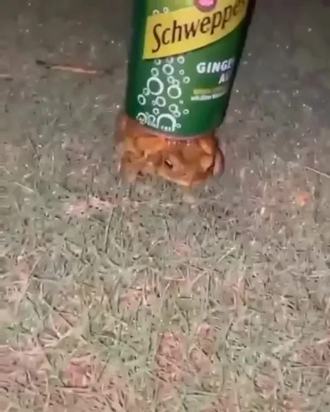 Frog Wearing a Schweppes Can
