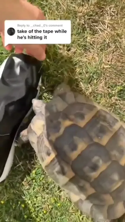 Turtle Hits the Sneaker