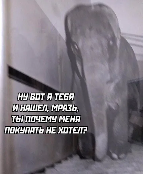 Собака нашла хозяина