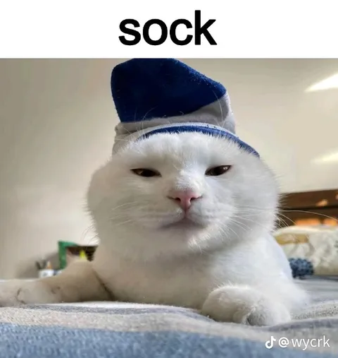 Sock-Wearing Cat Reaction
