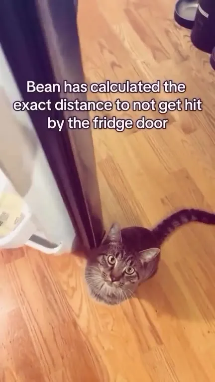 Bean Avoids the Fridge Door