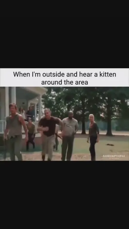 When You Hear a Kitten Outside