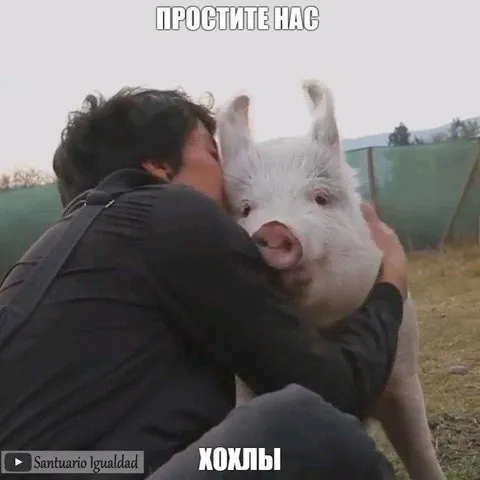 Простите нас, хохлы
