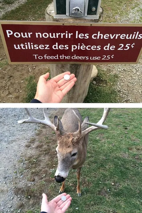 Cerf refuse la pièce de 25 centimes
