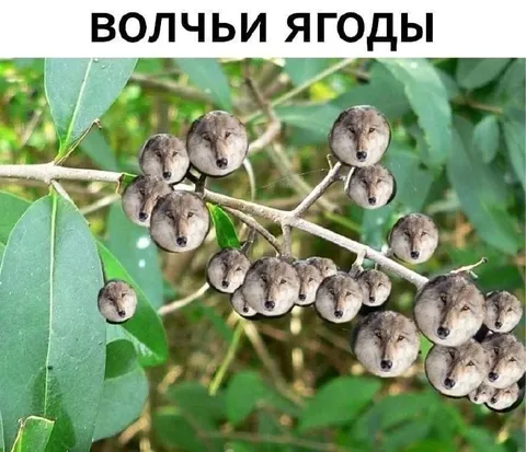 Волчьи ягоды на ветке