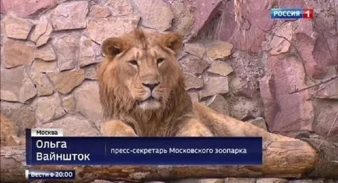 Лев пресс-секретарь зоопарка
