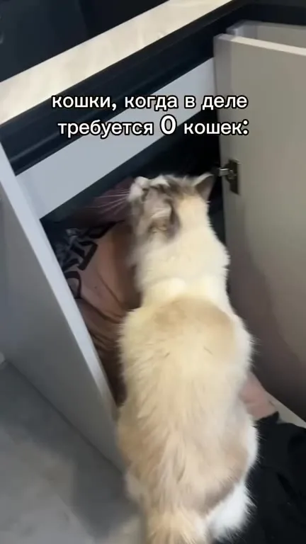 Кошки, когда нужны ноль кошек
