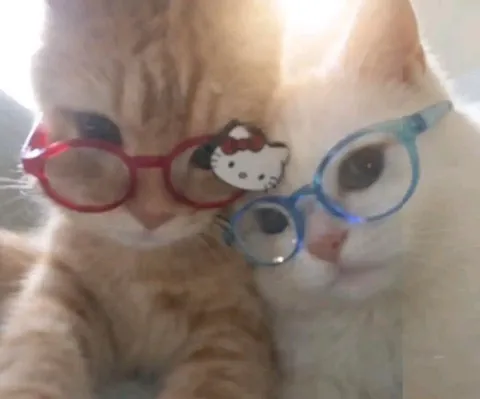 Коты в очках