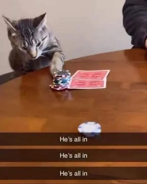 Cat Is All In