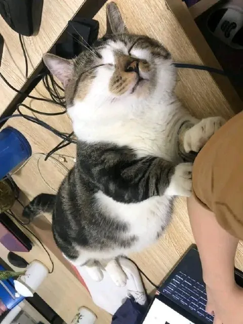 Кот обнимает ногу