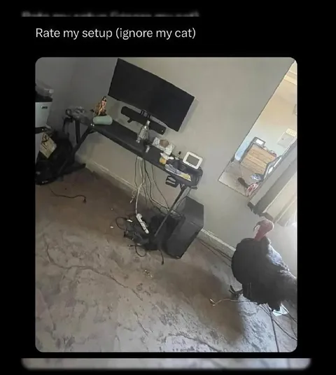 Rate My Setup Ignore My Cat