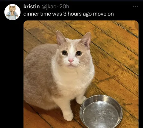 Cat Waiting for Dinner