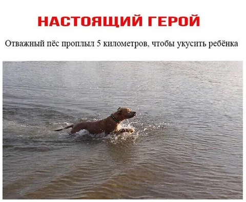 Настоящий герой плывёт за ребёнком
