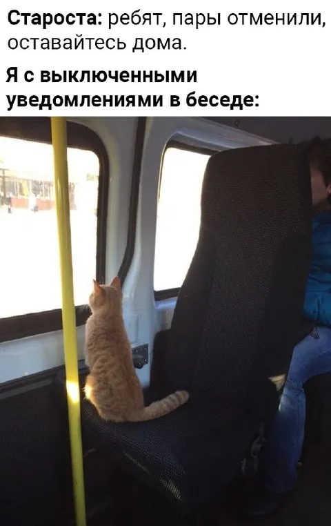 Кот на отменённых парах