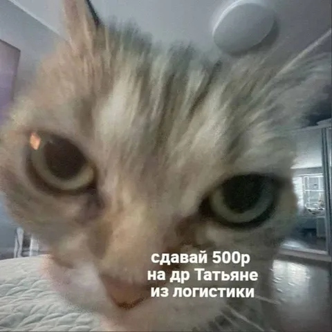 Кот требует 500 рублей