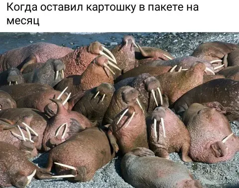 Картошка в пакете на месяц
