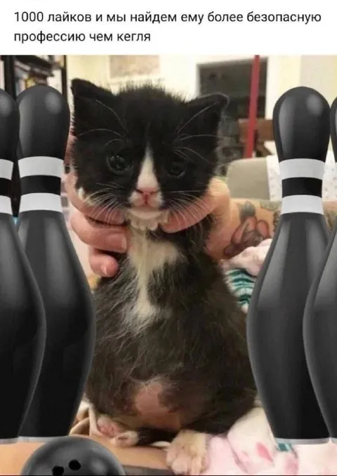 Кот вместо кегля