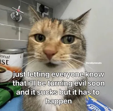 Cat Turning Evil Soon