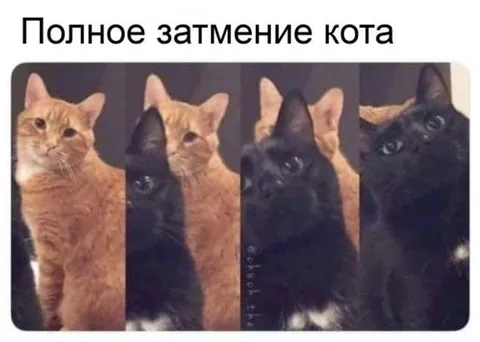 Полное затмение кота