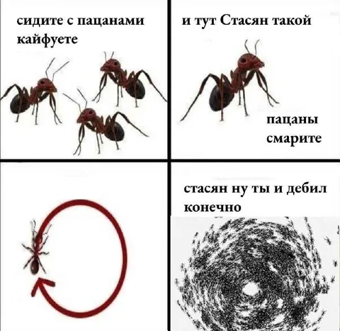Стасан показывает круговорот муравья