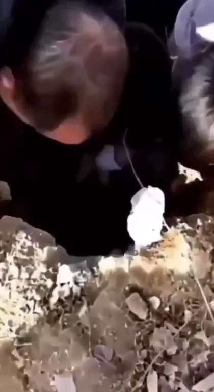 Собака выбирается из-под завалов
