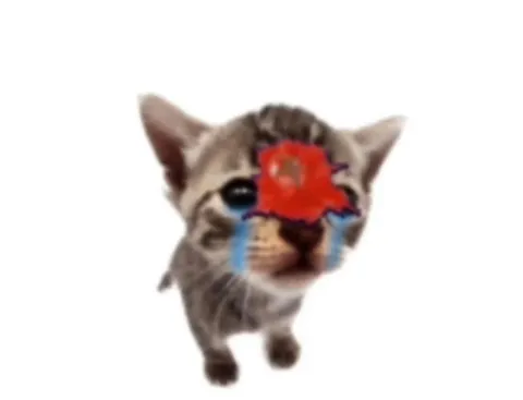 Плачущий котёнок с цветком