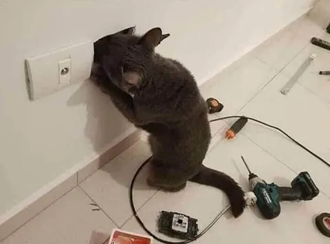 Кот чинит розетку