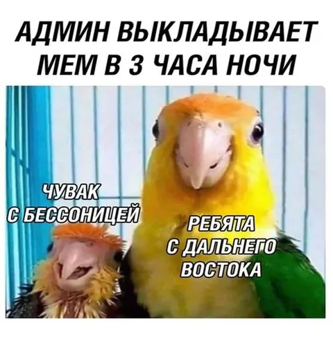 Админ выкладывает мем ночью