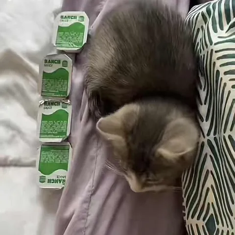 Кот рядом с четырьмя соусами