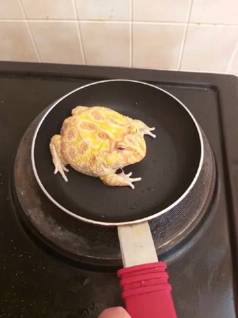 Жаба на сковородке