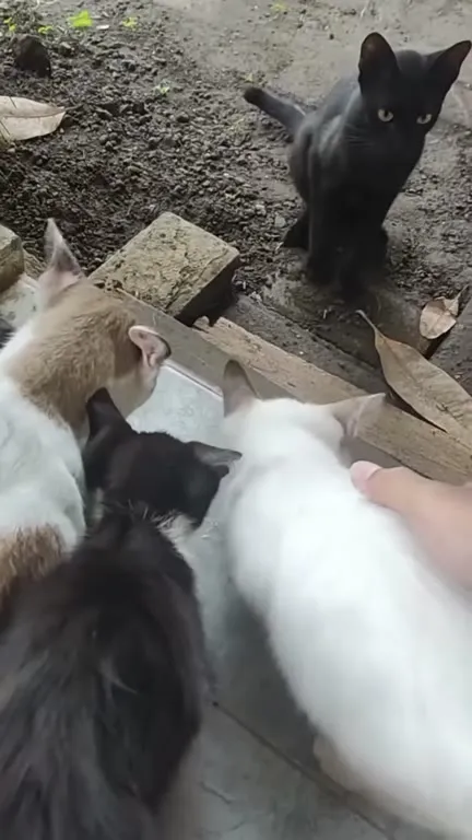 Белый кот с серьёзным взглядом
