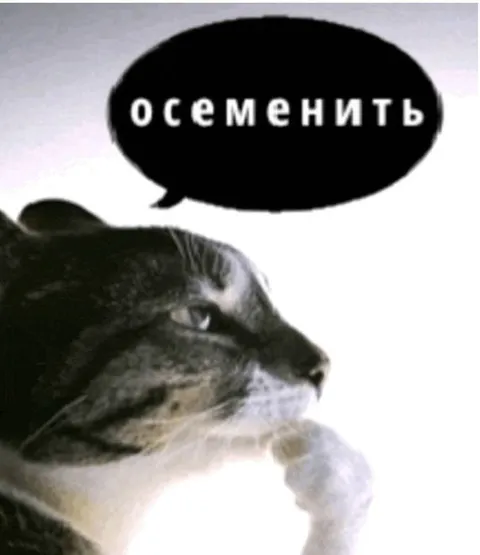 Кот хочет осеменить