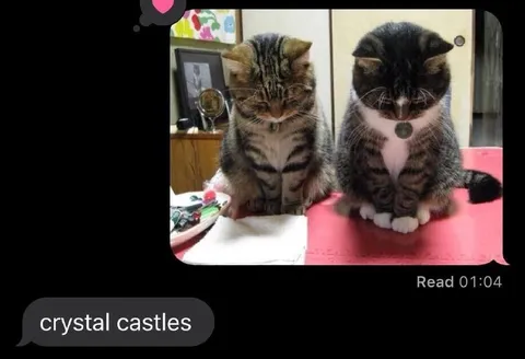 Cats Listening to Crystal Castles