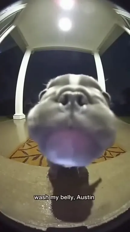 Bulldog Gets Blasted Away