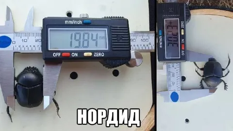 Жук-нордид на измерении