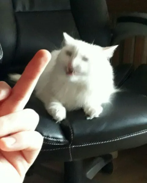 Кот показывает средний палец