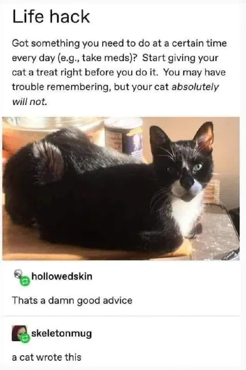 Cat Remembers the Treat