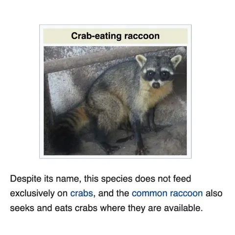 Crab-Eating Raccoon Fact Check