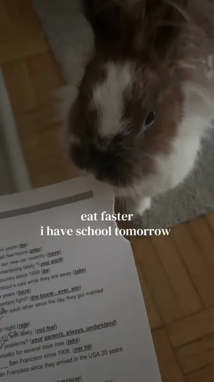 Rabbit Has School Tomorrow