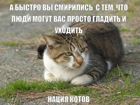 Нация котов смирилась с людьми