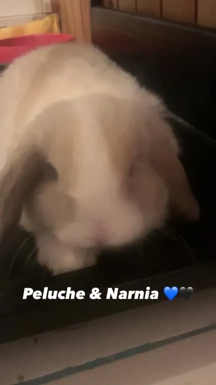 Peluche y Narnia, amigos inseparables