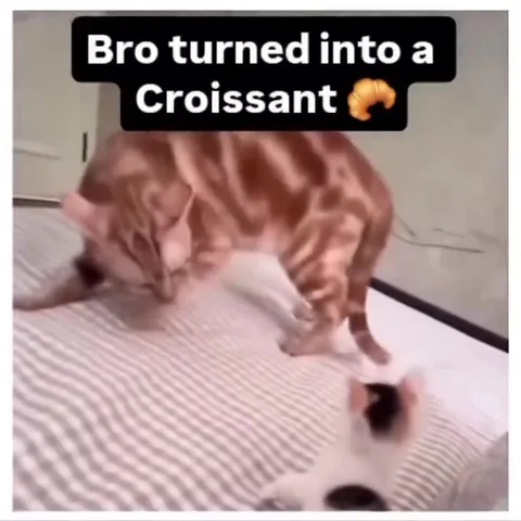 Cat Turns Into a Croissant