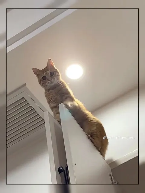 Кот на двери смотрит вниз